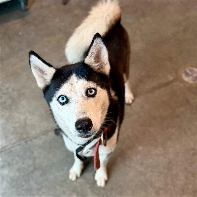 An adult medium-sized female Siberian Husky dog named Bailey for adoption in Tavares, FL