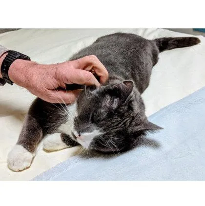 An adult large-sized male Domestic Short Hair cat named Bandit for adoption in Hudson, MA