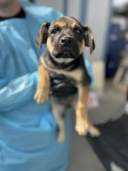 A baby small-sized female German Shepherd Dog dog named Foxanne for adoption in Fresno, CA