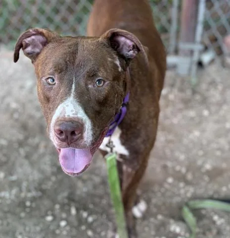A young large-sized male Mixed Breed dog named Winnie The Pooch for adoption in Pensacola, FL