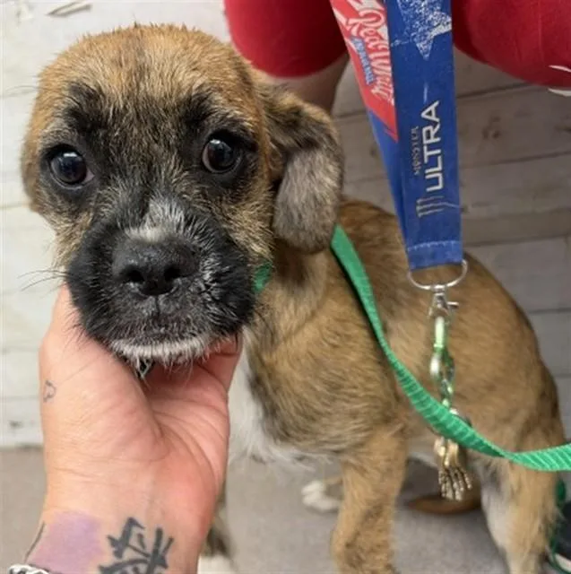 A young small-sized female Terrier dog named Shiloh for adoption in San Bernardino, CA