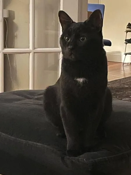 An adult large-sized male Domestic Short Hair cat named Panther for adoption in Ridgewood, NY