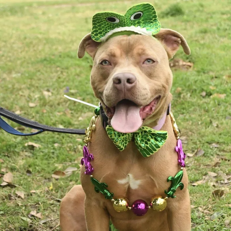 An adult medium-sized female Red / Chestnut / Orange American Staffordshire Terrier dog named Lyla for adoption in Natchez, MS
