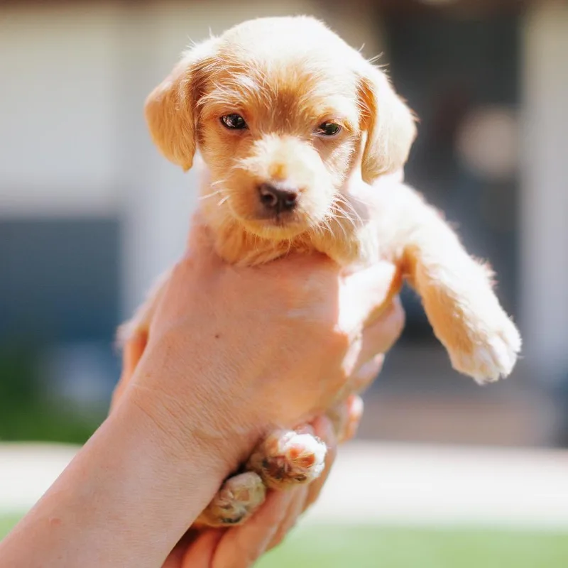 A baby small-sized female Yellow / Tan / Blond / Fawn Chihuahua dog named Can Do Kylie for adoption in Northbrook, IL