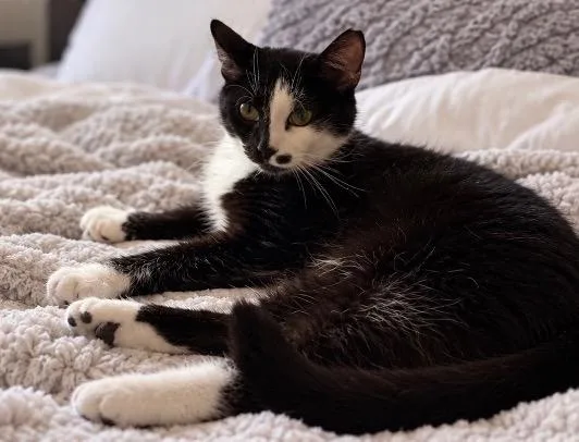 Pepe Le Pew