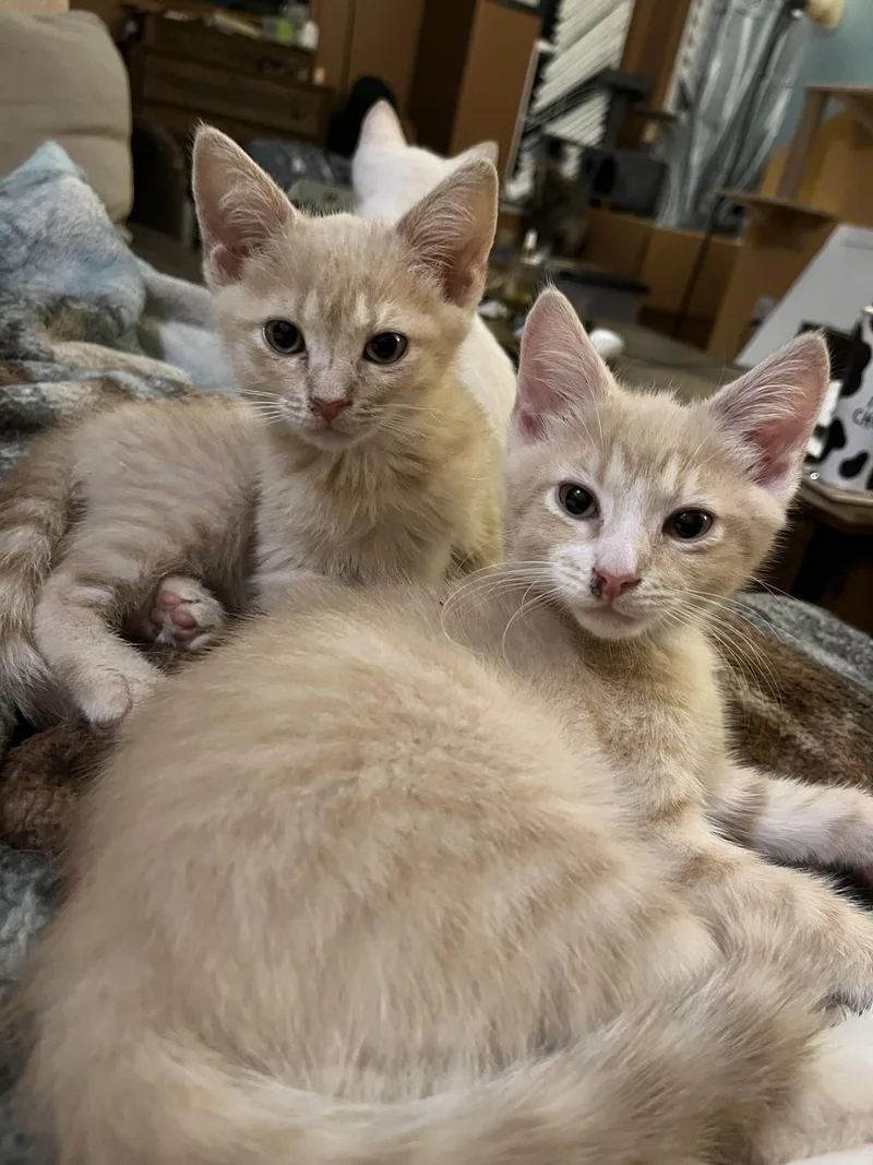 A baby medium-sized male Buff / Tan / Fawn Domestic Short Hair cat named Hans & Franz for adoption in Elkton, MD