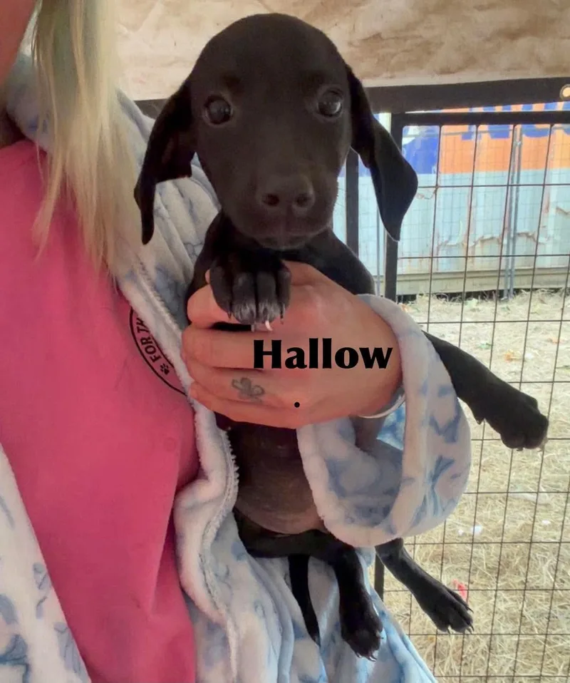 A baby small-sized male Dachshund dog named Hallow SS in MS for adoption in Warwick, RI