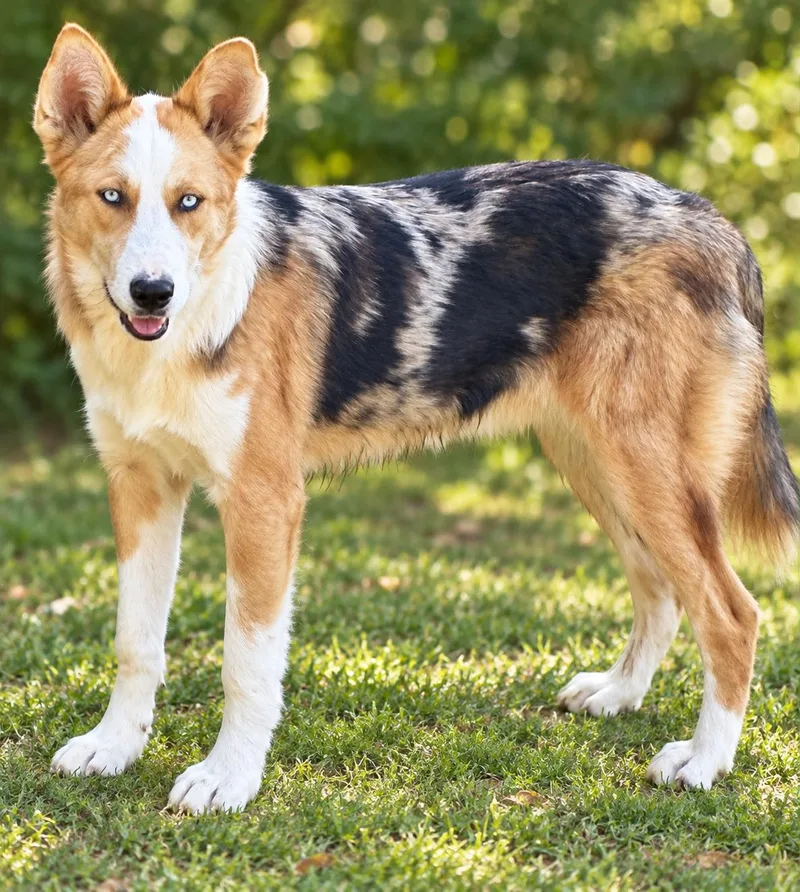 A young large-sized male Australian Shepherd dog named Hank for adoption in Salamanca, NY