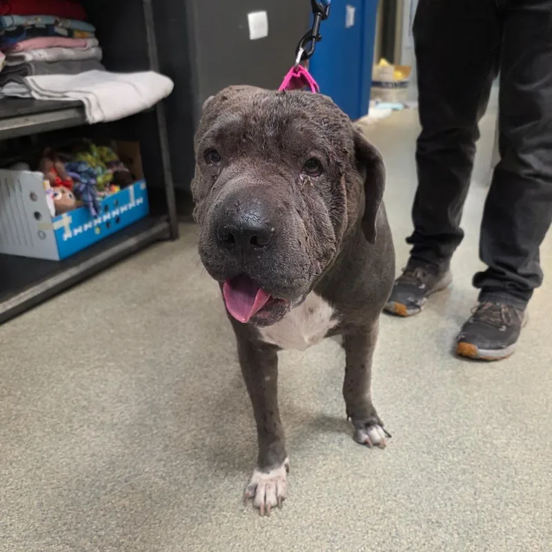 An adult medium-sized female Gray / Blue / Silver Mixed Breed dog named Manatee for adoption in Jacksonville, FL