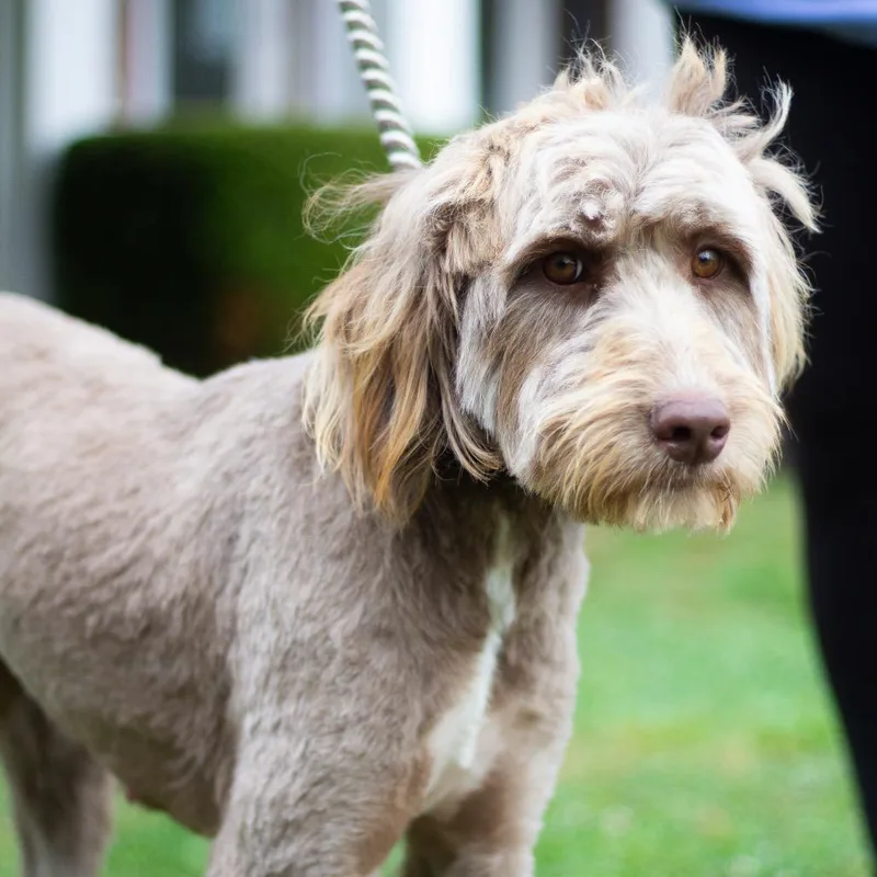 A young large-sized female Poodle dog named Daisy for adoption in Cumming, GA
