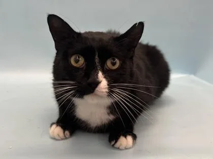 An adult small-sized male Domestic Short Hair cat named Gelly for adoption in Golden Valley, MN