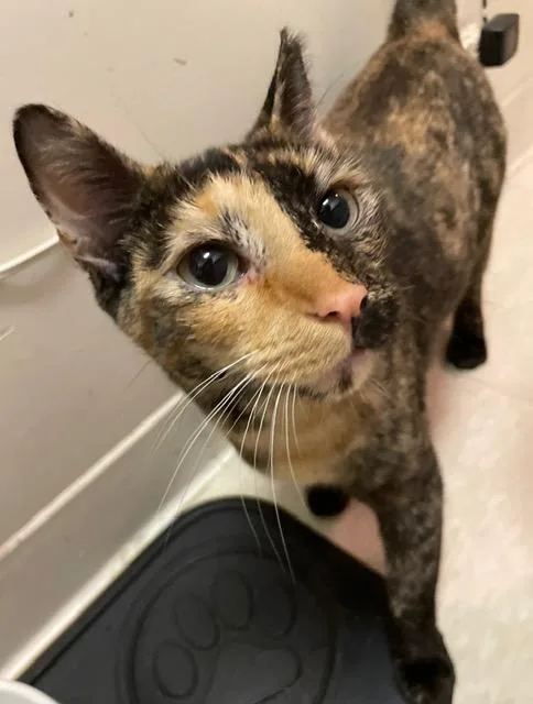 An adult small-sized female Tortoiseshell cat named Sofia for adoption in New York, NY