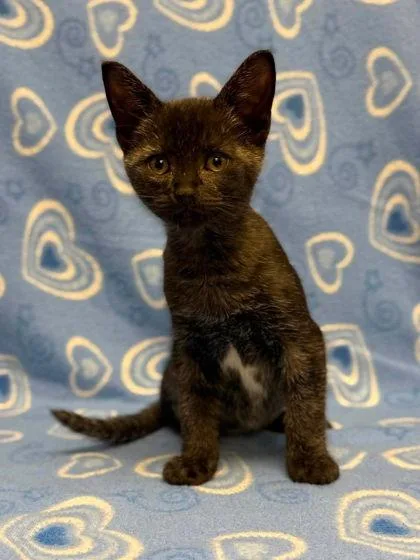 A baby small-sized male Domestic Short Hair cat named Boo for adoption in Visalia, CA