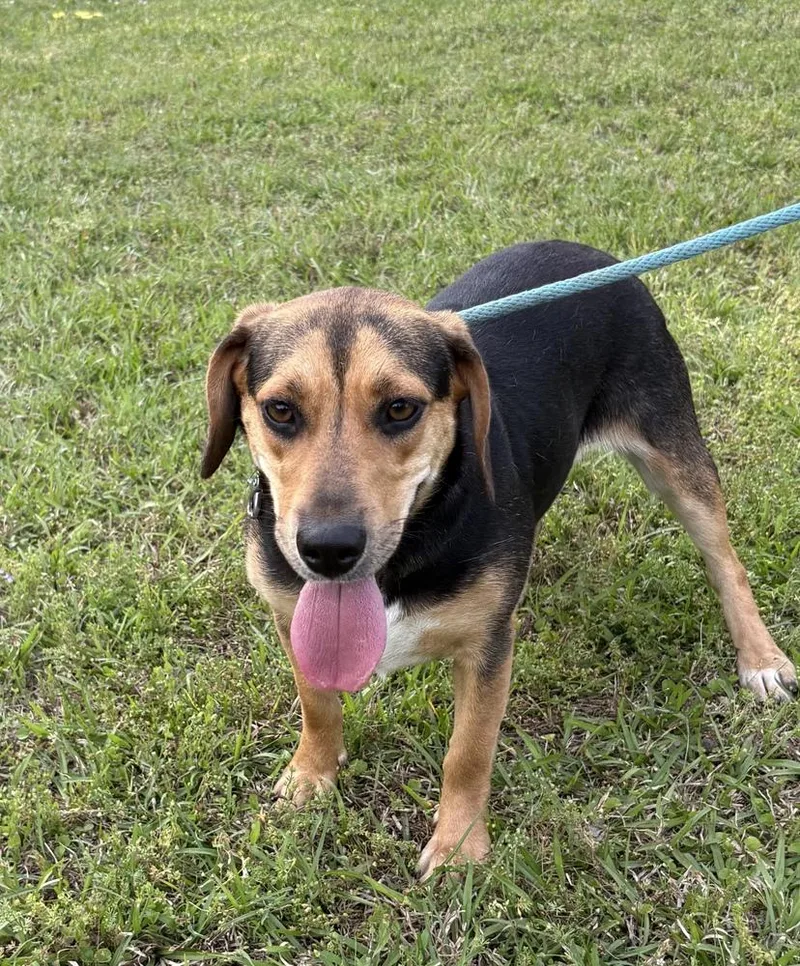 An adult medium-sized female Brown / Chocolate Hound dog named Laken for adoption in Boston, MA