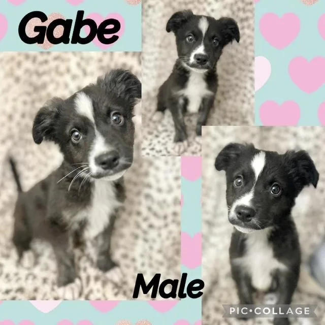 A baby medium-sized male Australian Shepherd dog named Gabe for adoption in Manchester, CT