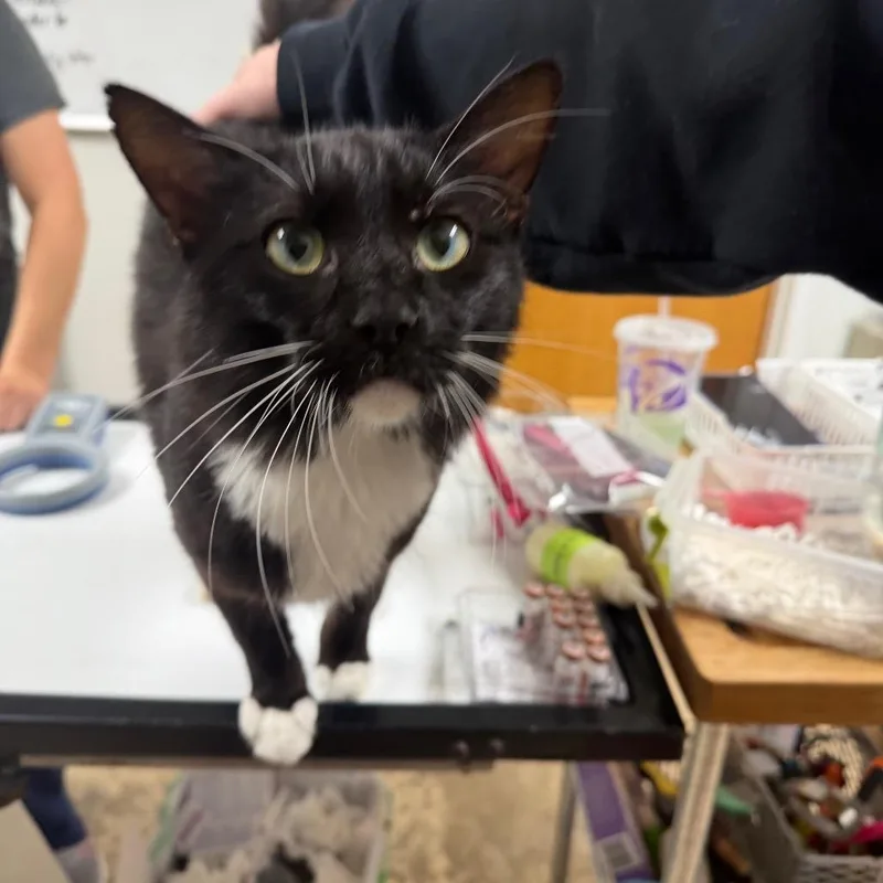 A young large-sized male Black Domestic Medium Hair cat named Oreo for adoption in Canton, IL