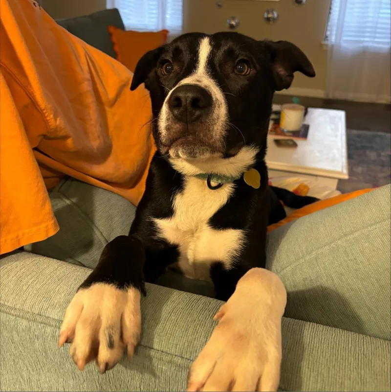 An adult medium-sized male Black Mixed Breed dog named Juice for adoption in Auburn, AL