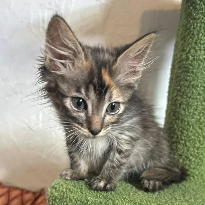 A baby small-sized female Domestic Medium Hair cat named Ravioli for adoption in Taos, NM