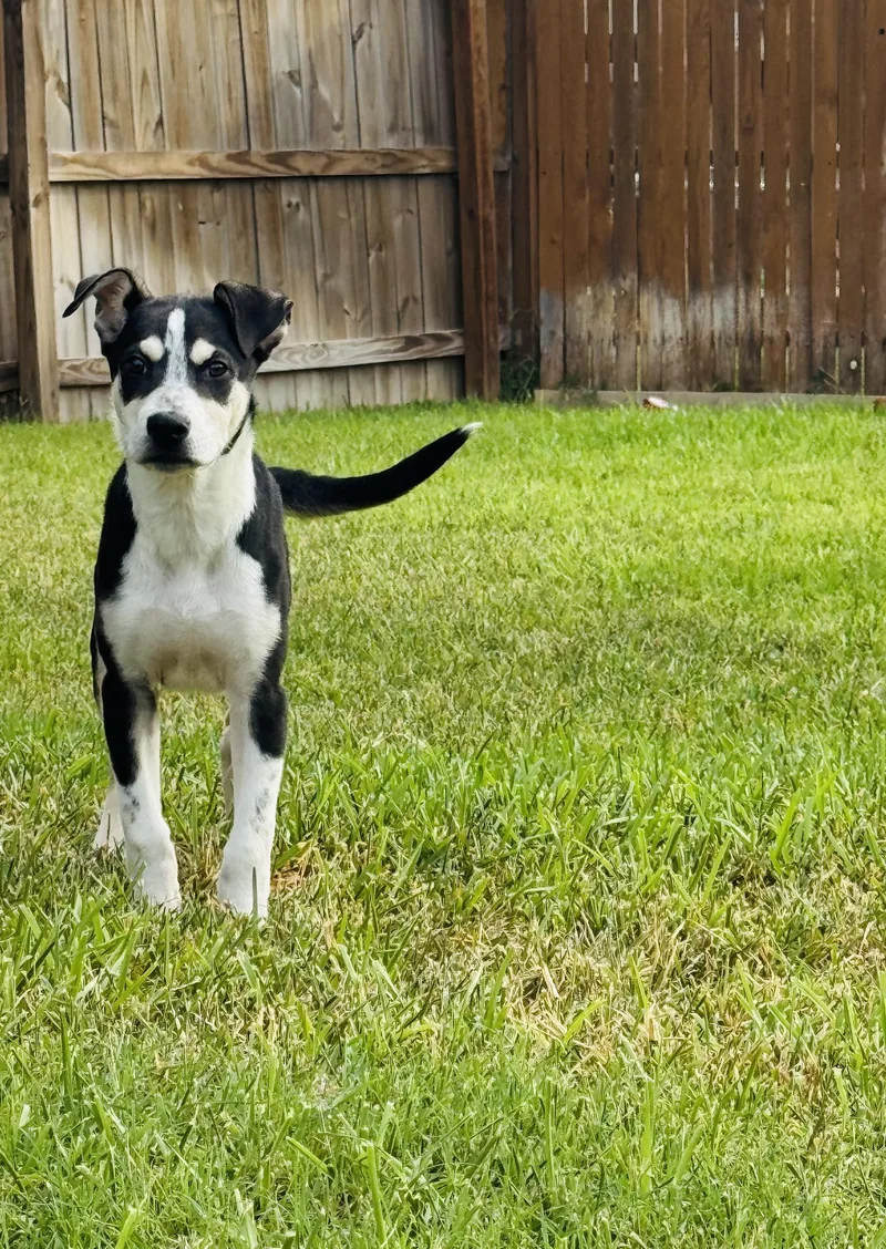 A baby medium-sized male Shepherd dog named Benson for adoption in San Antonio, TX