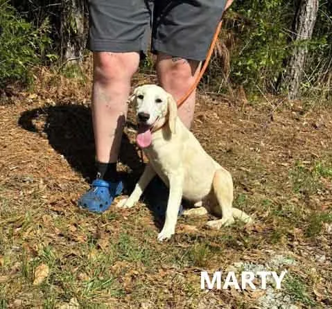 A young medium-sized male Yellow / Tan / Blond / Fawn Labrador Retriever dog named Marty for adoption in Washington, GA
