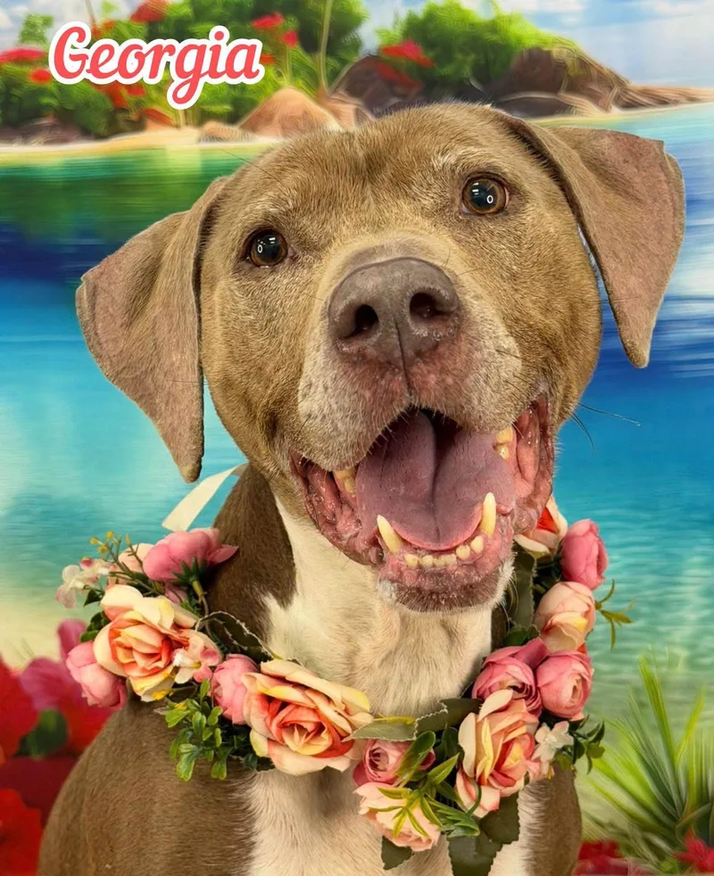 An adult medium-sized female Yellow / Tan / Blond / Fawn Mixed Breed dog named Georgia for adoption in Flint, MI
