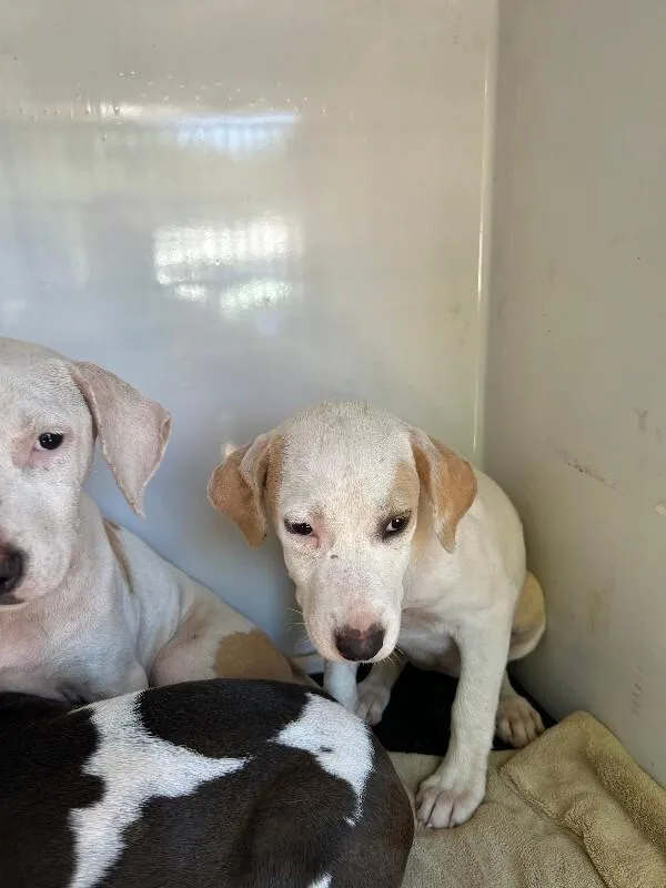 A young small-sized female White / Cream Pit Bull Terrier dog named Evangeline for adoption in Mobile, AL