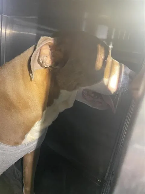 An adult large-sized female Pit Bull Terrier dog named Alinta for adoption in Dallas, TX
