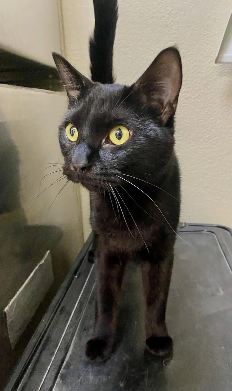 An adult medium-sized male Black Domestic Short Hair cat named Lorcan for adoption in Fargo, ND