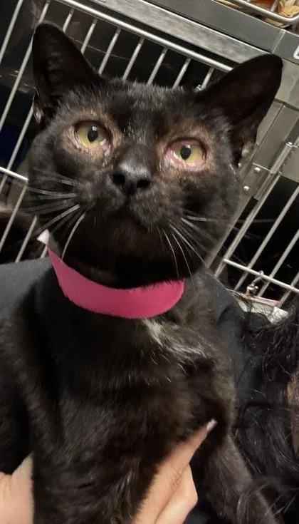 An adult medium-sized male Domestic Short Hair cat named Baloo for adoption in Fishers, IN