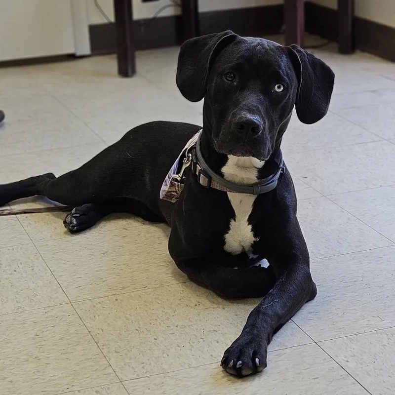 A young medium-sized male Black Labrador Retriever dog named Beedle for adoption in Charlottesville, VA