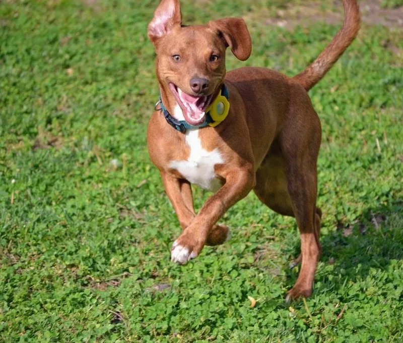 A young medium-sized male Golden Mixed Breed dog named Copper for adoption in Spring hill, TN
