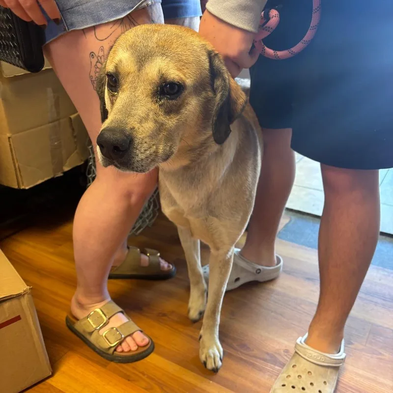 An adult small-sized female Mixed Breed dog named Bella for adoption in Corbin, KY