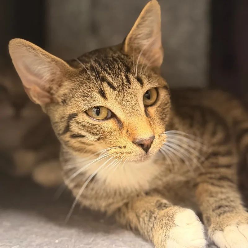 A baby small-sized male Domestic Short Hair cat named Sand for adoption in Gainesville, FL