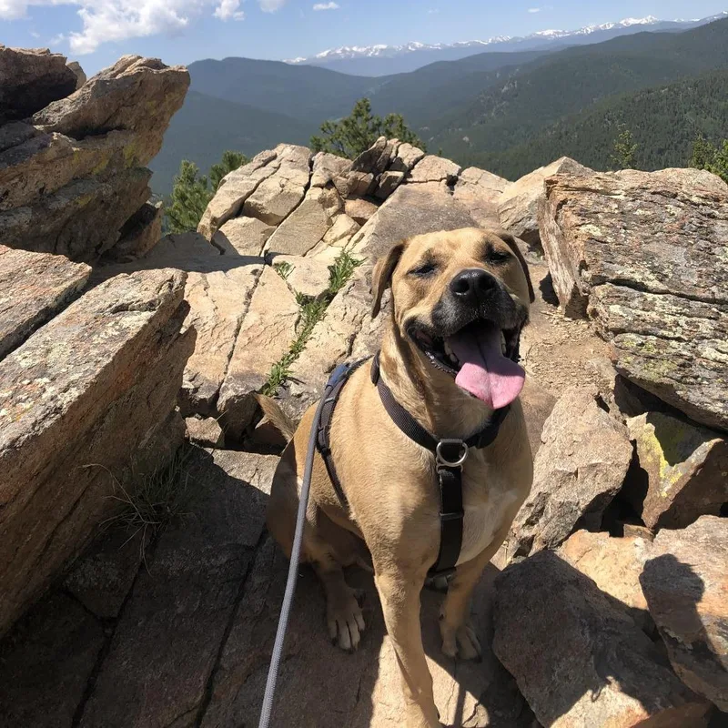 A senior small-sized male Yellow / Tan / Blond / Fawn Labrador Retriever dog named Lou for adoption in Colorado Springs, CO
