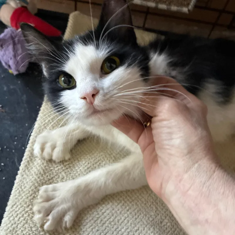 An adult medium-sized female Black Domestic Medium Hair cat named Lili for adoption in New York, NY