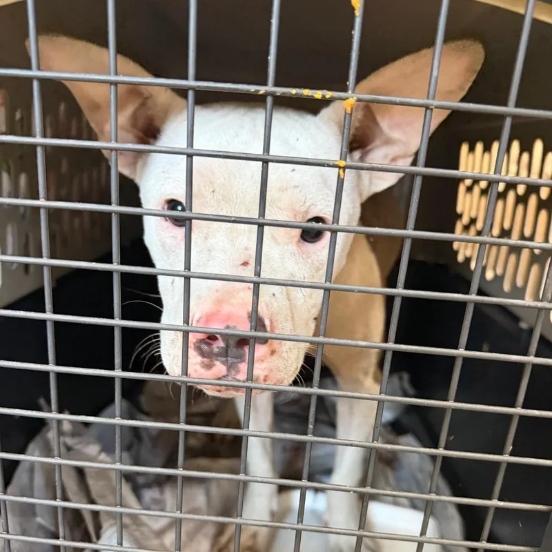 A baby small-sized male Terrier dog named Sully for adoption in Marshall, TX