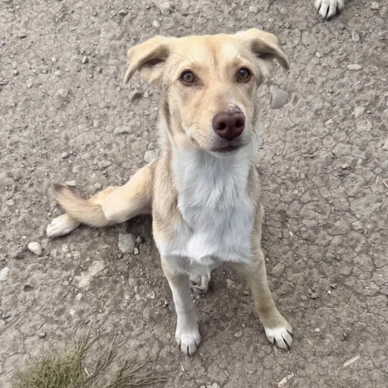 A young small-sized female Mixed Breed dog named Leia for adoption in Wilsall, MT