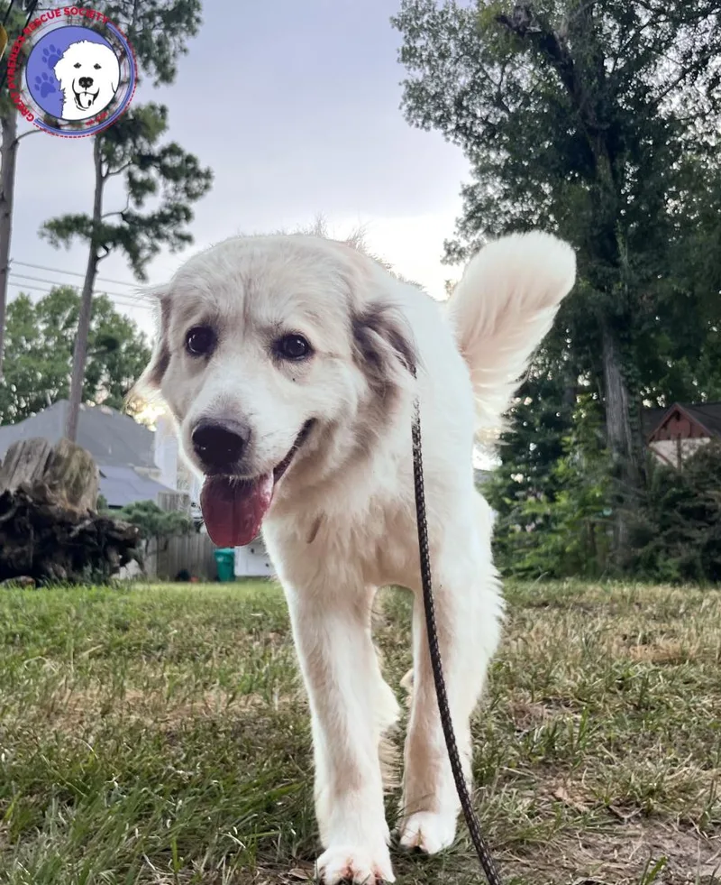 An adult large-sized female White / Cream Great Pyrenees dog named Tay for adoption in Spring, TX