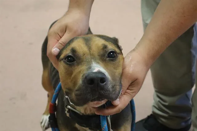 A young large-sized female Mixed Breed dog named Tara for adoption in Columbia, SC