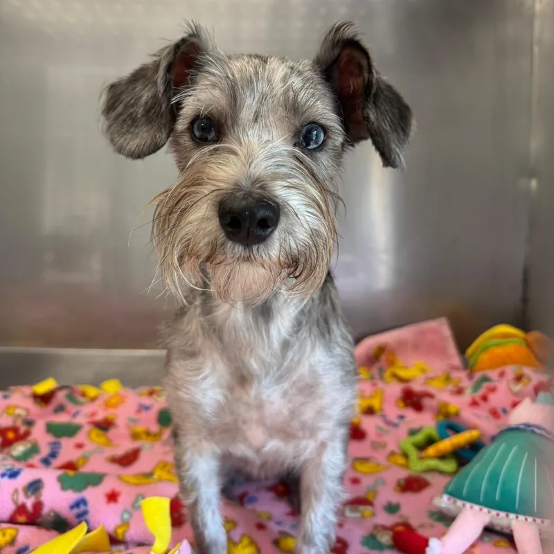 A young small-sized female Gray / Blue / Silver Miniature Schnauzer dog named Lily for adoption in Saint Charles, MO
