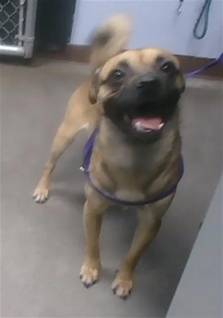 An adult large-sized male Pug dog named Fido for adoption in Phoenix, AZ