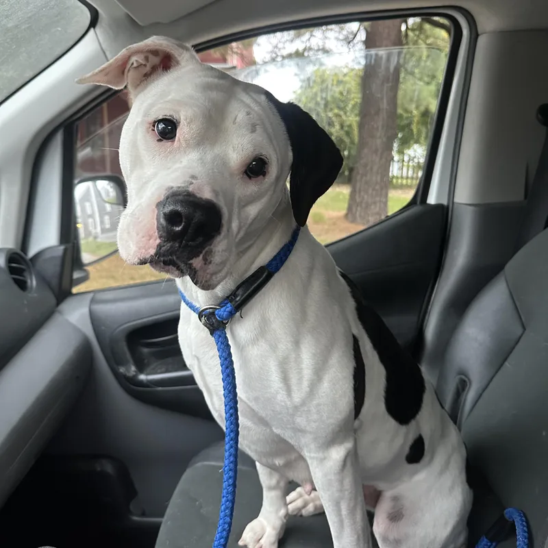 An adult medium-sized female Black Mixed Breed dog named Annabelle for adoption in Myerstown, PA