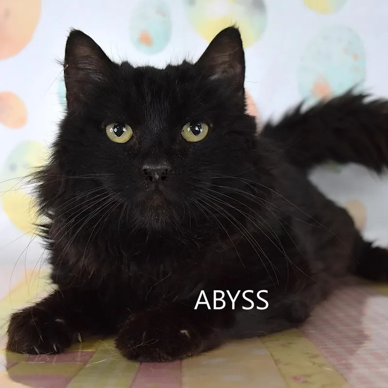 Abyss
