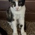 A baby small-sized female Calico cat named Panda for adoption in Bentonville, AR