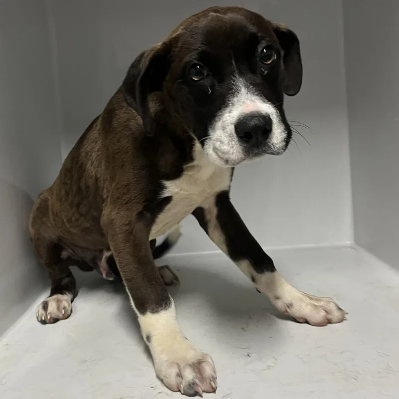 A baby medium-sized male Brown / Chocolate Mixed Breed dog named 'Merica for adoption in Beaumont, TX