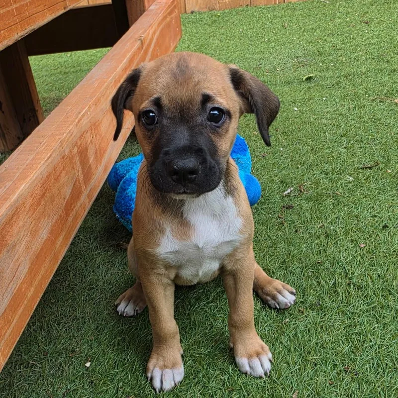 A baby medium-sized female Brown / Chocolate Mixed Breed dog named Lemon Thyme MW for adoption in Austin, TX
