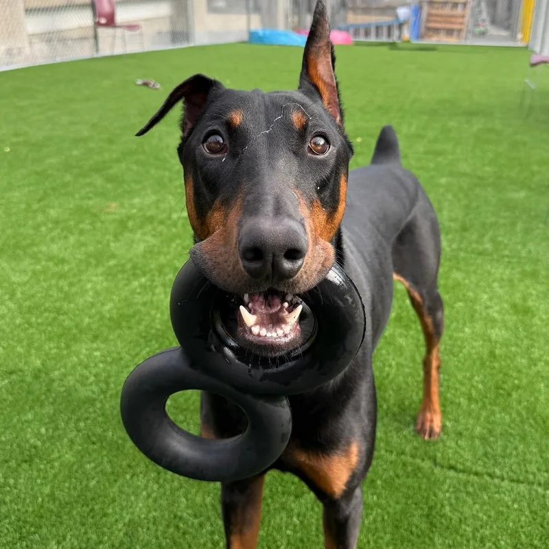 A young large-sized male Black Doberman Pinscher dog named Drago for adoption in Chicago, IL