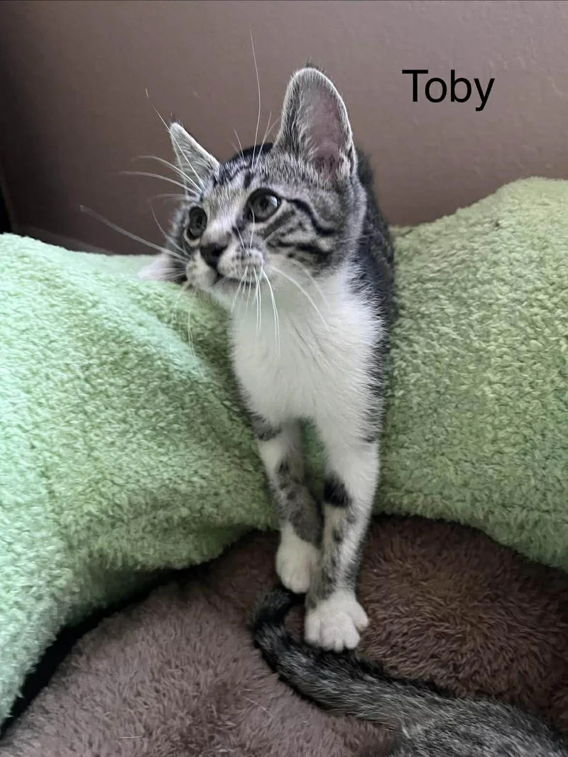 Toby thumbnail 3