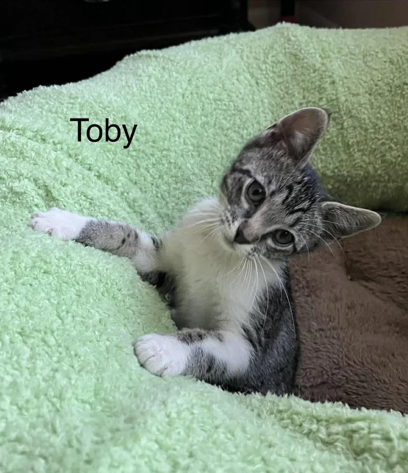 Toby thumbnail 4