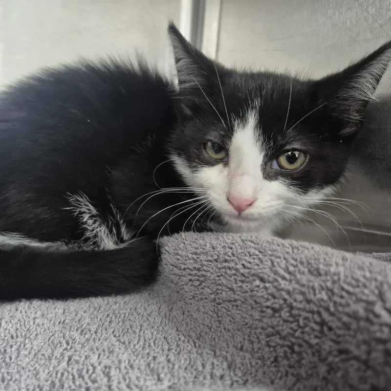 A baby small-sized male Black Domestic Short Hair cat named Square for adoption in Newark, NJ